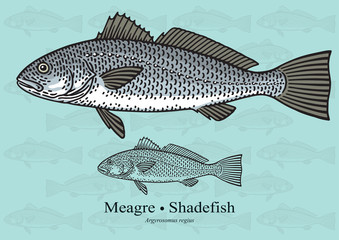 Meagre, Shadefish, Corvina, Salmon Bass, Drum Fish. Vector illustration for artwork in small sizes. Suitable for graphic and packaging design, educational examples, web, etc.