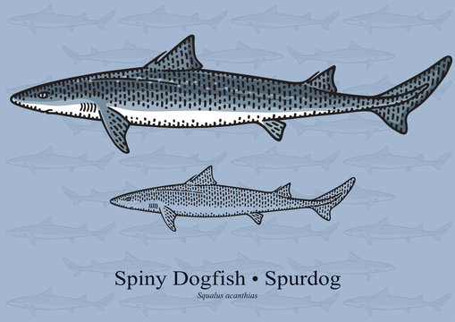 Spiny Dogfish, Spurdog, Black Sea Shark. Vector illustration for artwork in small sizes. Suitable for graphic and packaging design, educational examples, web, etc.