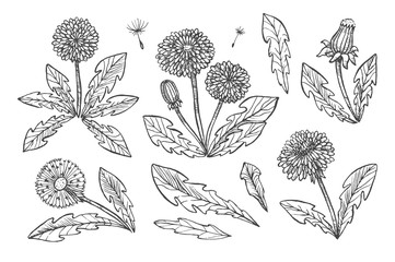 Floral elements for design, doodle ink dandelion set
