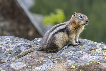 Naklejka na ściany i meble marmot standing on back legs