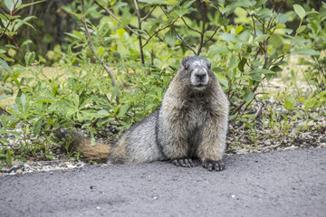  beaver in front of the grass tries to cross a street