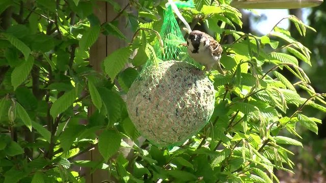 Kohlmeise und Spatz auf einem Meisenkn&ouml;del (Gro&szlig;aufnahme)