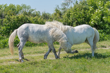 Two white horses playing together, in Camargue, France 