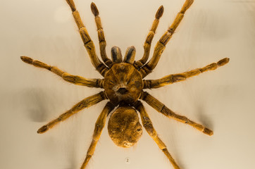 Insectarium