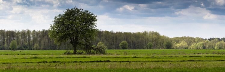 Fototapeta premium Field of wheat in early Spring.