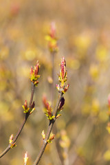 Branches with spring buds