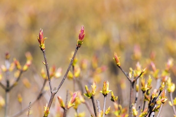 bush with spring buds