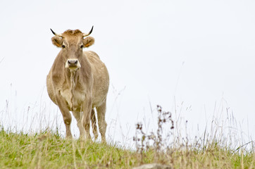 vaca