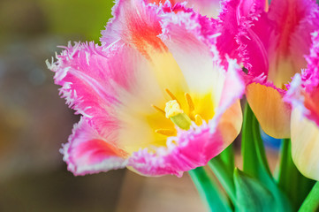 Obraz na płótnie Canvas Yellow-pink tulip. Tulip with drops of dew. Tulip macro. Pestle, yellow tulip stamens