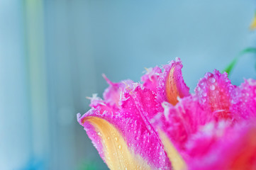 Yellow-pink tulip. Tulip with drops of dew. Tulip macro. Pestle, yellow tulip stamens