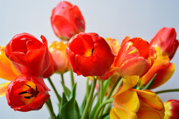 red tulips on a light background