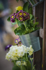 Aurikel Blüten Pflanzbeispiel