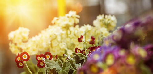 Obraz na płótnie Canvas Aurikel Blüten Pflanzbeispiel im Gegenlicht mit Flares