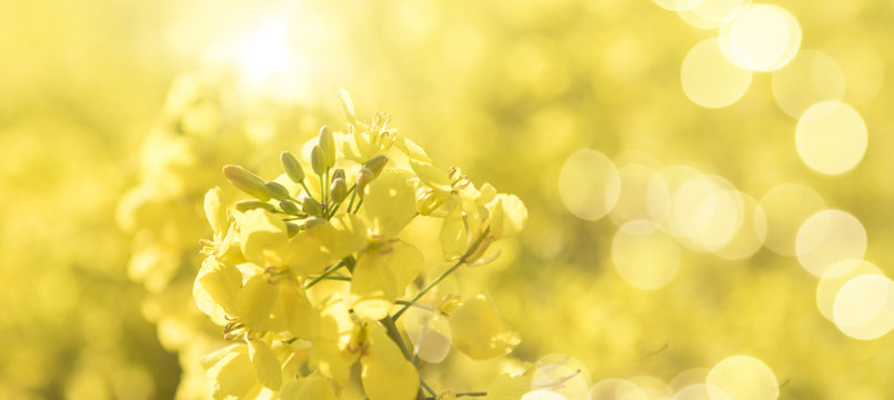 Raps Bl&uuml;te mit Knospen mit Flares  im Gegenlicht