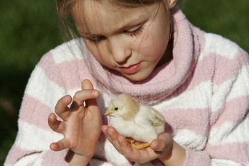 petite fille avec un poussin dans les mains © alco81