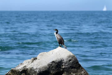 A black bird is standing on the rocks close to the sea and it is sunbathing.