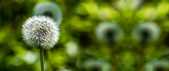 Löwenzahn vor grünem Hintergrund