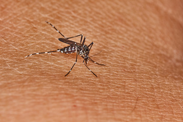 Tiger mosquito