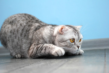 Gray cat of the Scottish Fold breed