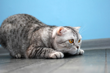 Gray cat of the Scottish Fold breed
