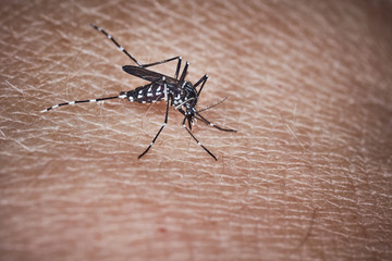 Tiger mosquito