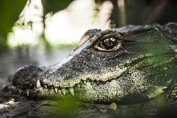 krokodil kopf