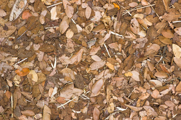 Dried leaves on the ground