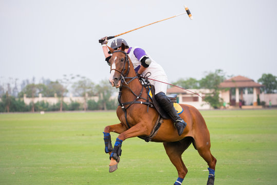 Polo Player Horse Images – Browse 2,017 Stock Photos, Vectors, and Video |  Adobe Stock