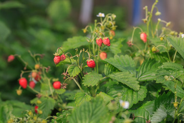 Obraz premium Wild strawberry bush with green leaves and red berries on a kitchen garden