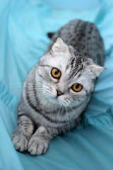 Gray cat of the Scottish Fold breed