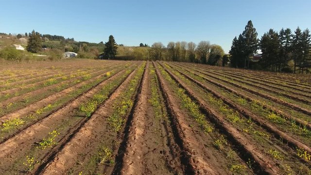 Aerial view of farm rows