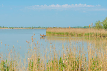 Obraz premium Deer walking in a lake in spring