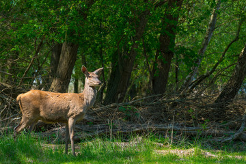Naklejka na ściany i meble Deer in a clearing in a forest in spring