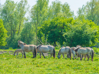 Naklejka na ściany i meble Horses in a field in wetland in spring