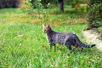 Cute little kitten walking on the grass