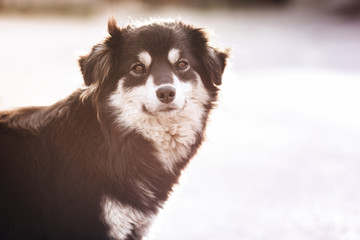 Vintage portrait of a dog in the sun