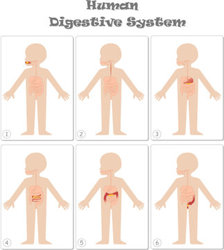 Kids body digestive system