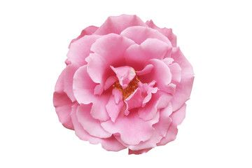 pink rose white background