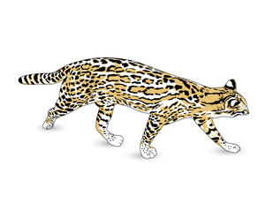 Fishing cat. Medium-sized wild cat of South and Southeast Asia. Vector illustration isolated on white background.
