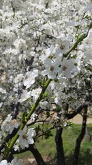 spring tree