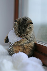 cat with white fluffy Pompoms. Tabby cat Scottish Fold playing with white woolen pompon