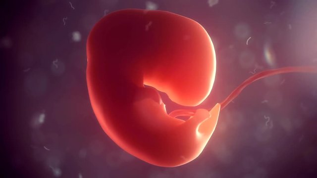 Human embryo timelapse of born, 4k 3d animation reel