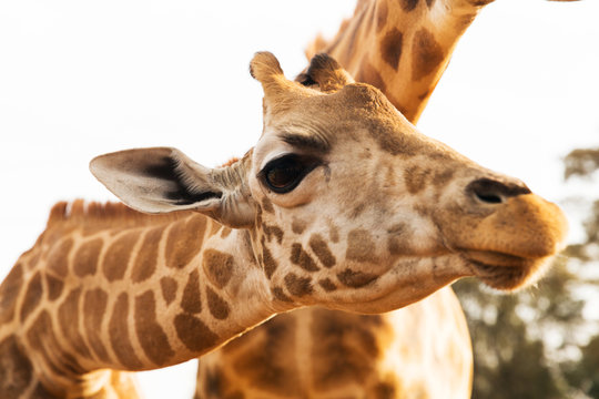 close up of giraffes in africa