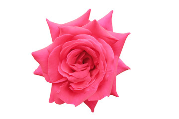 pink rose white background