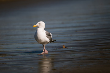Sea gull walking on beach