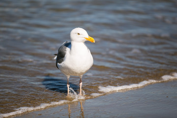 Sea gull walking on beach