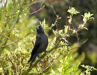 Dohle,Krähe,Rabenvogel