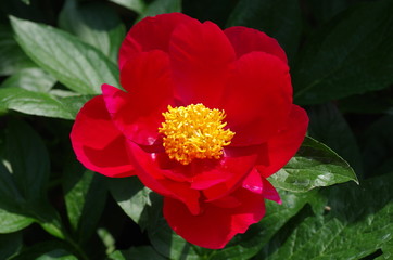 Chinese peony