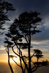 Silhoutte of tree with sunset over ocean