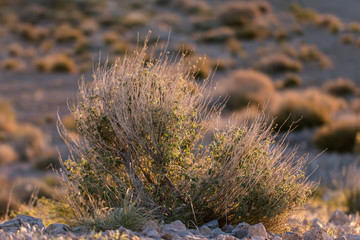 Cactus bush in dessert